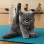 Yoga cat practicing Ganesha Yoga and classical yoga