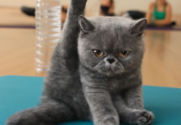 Yoga cat practicing Ganesha Yoga and classical yoga