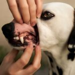 Understanding healthy gums color and what color should gums be