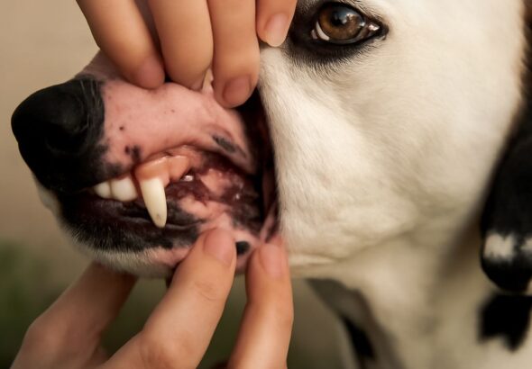 Understanding healthy gums color and what color should gums be